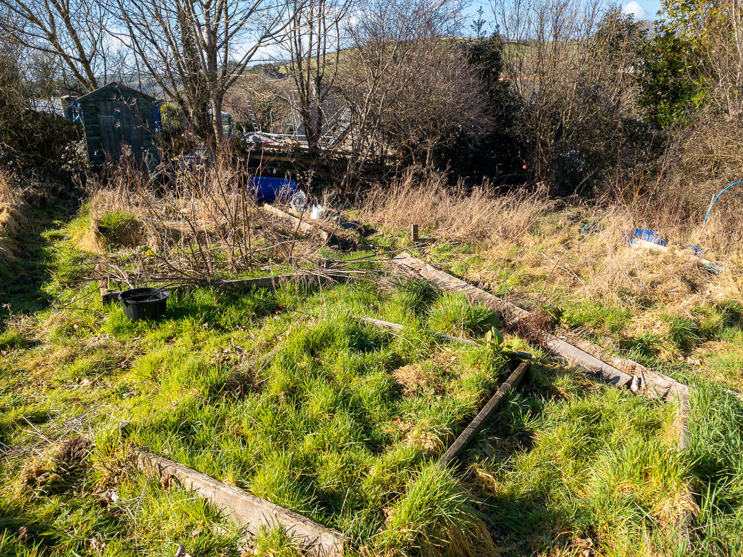 photo of an overgrown allotment