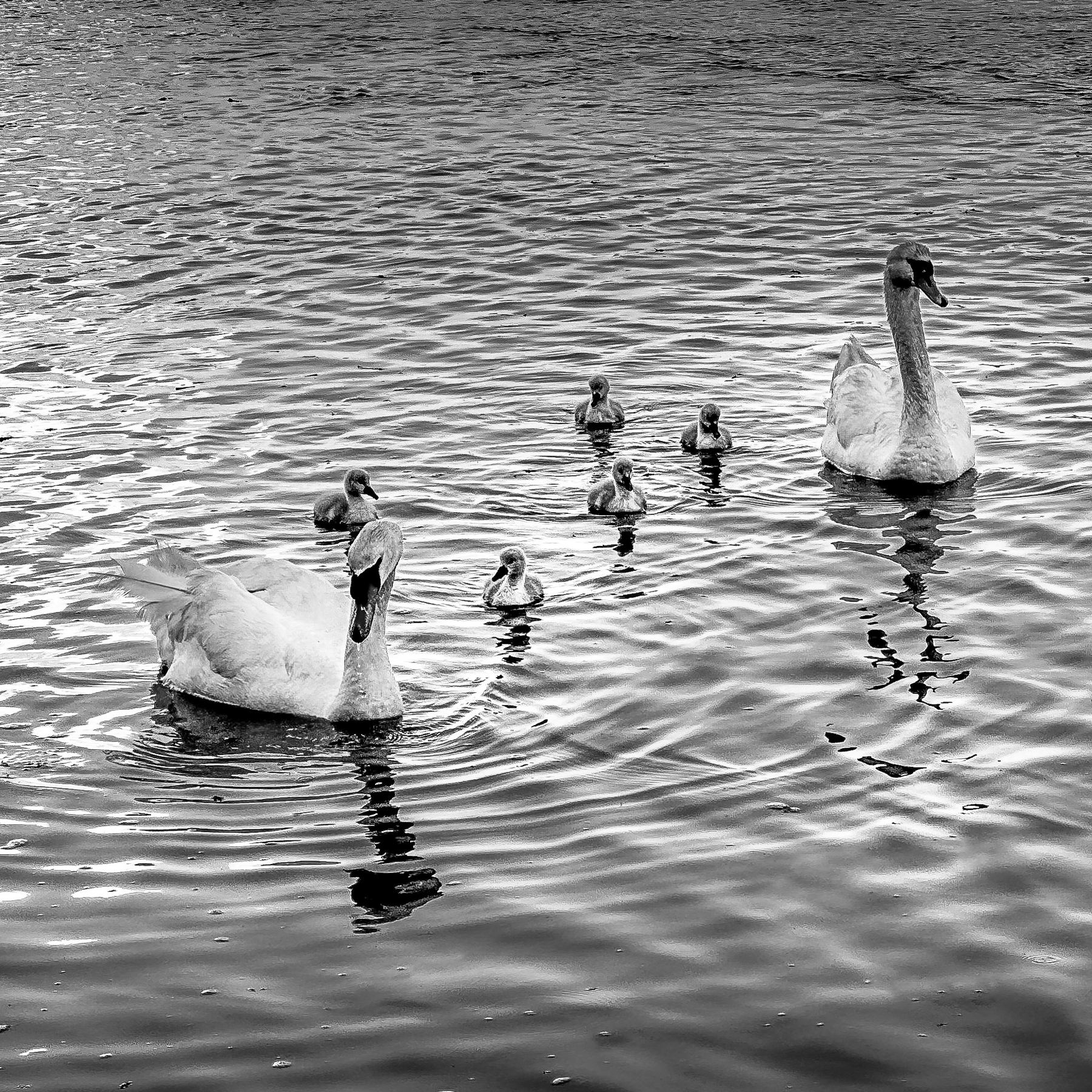 black and white photo of a family of swans