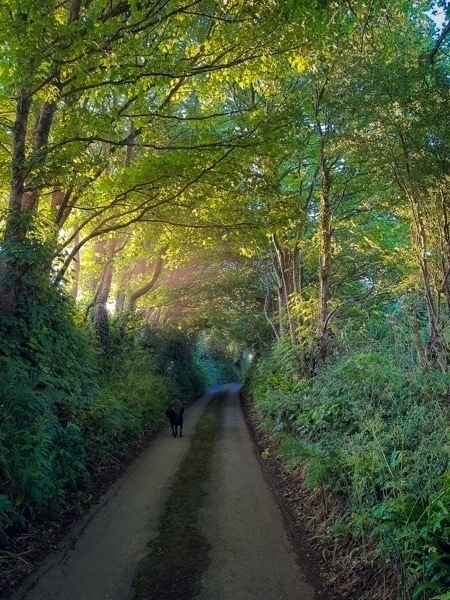 a photo of the sun shining through trees in a country lane