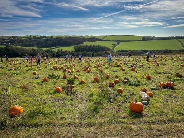 photo of a large pumpkin patch