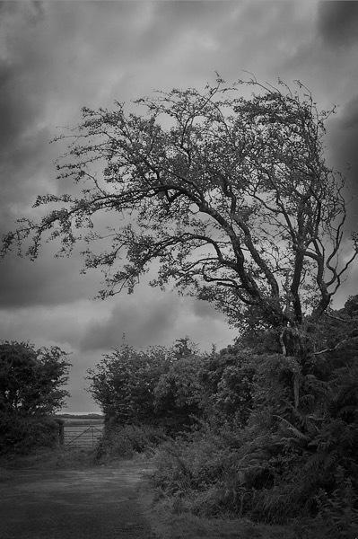 Black and white photo of a windswept tree