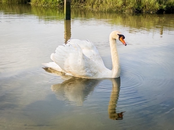 A photo of a swan with a nice reflection in the water