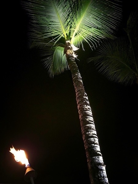 a night time photo of a palm tree  lit by a torch and spotlight