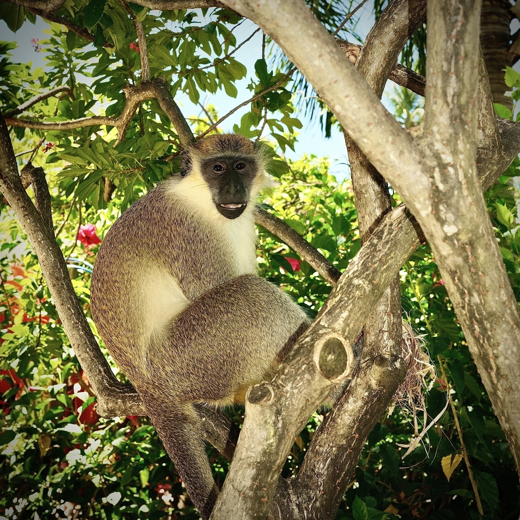 a photo of a monkey in a tree