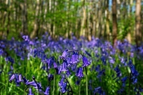 a photo of bluebells in a wood