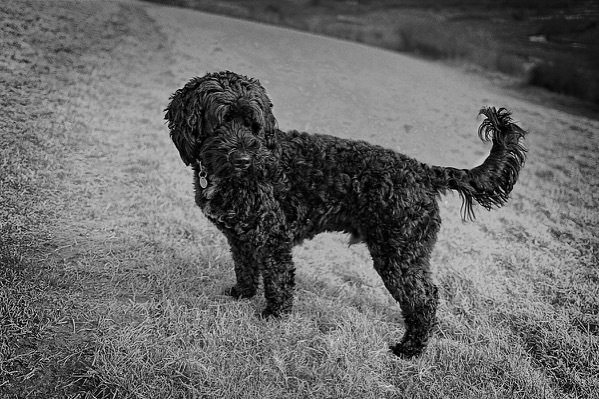 A photo of a black springer/poodle cross dog in a field
