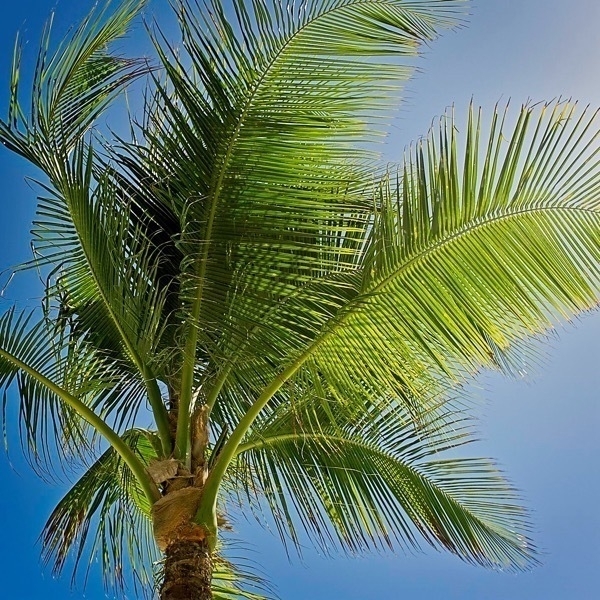 Photo of a palm tree looking through the foliage