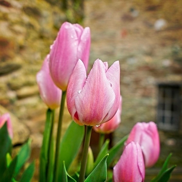 Photo of pink tulips with rain drops