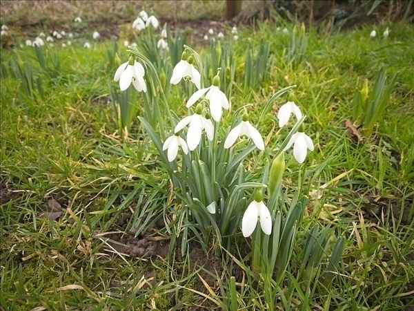 a photo of some snowdrops in grass