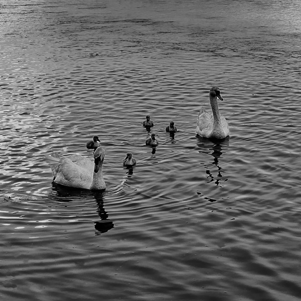 Black and white photo of a family of swans