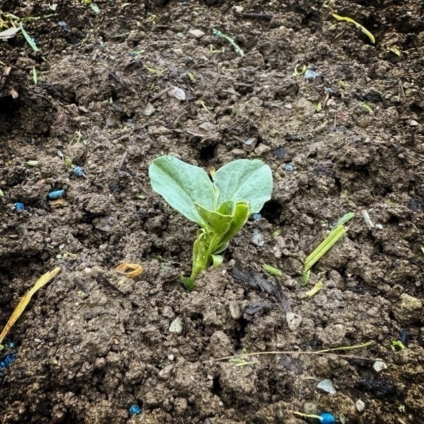 a photo of a broad bean seedling emerging from the ground