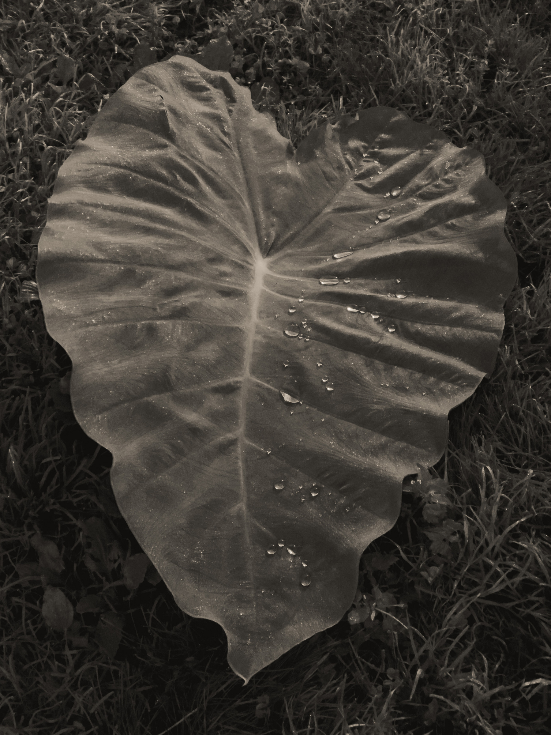 Large heart shaped leaf laying on the ground with water droplets reflecting street light.