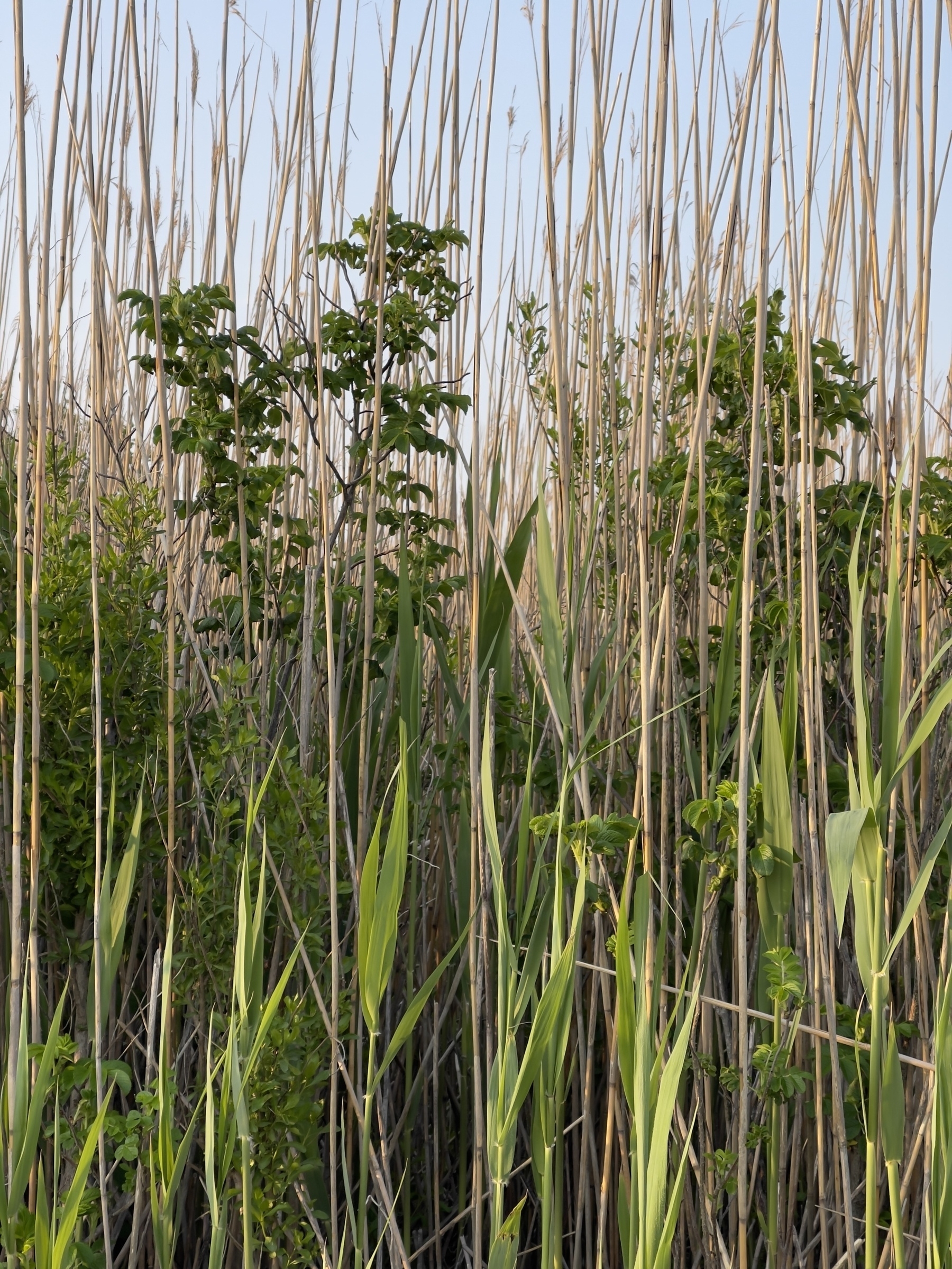 Beach reeds with shrubs mixed in.