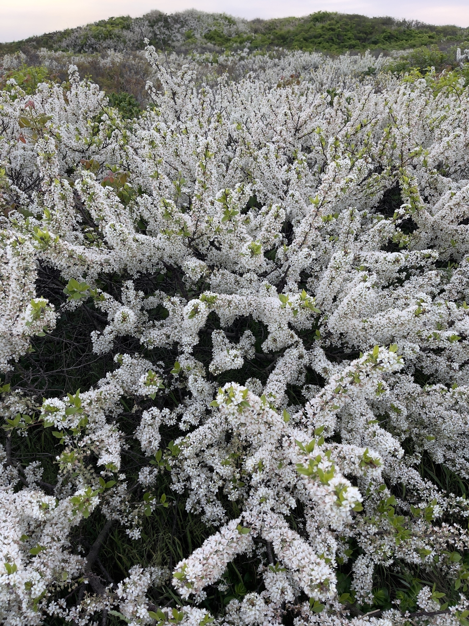 Shrub branches wrapped in tiny white flowers, dunes in the background.