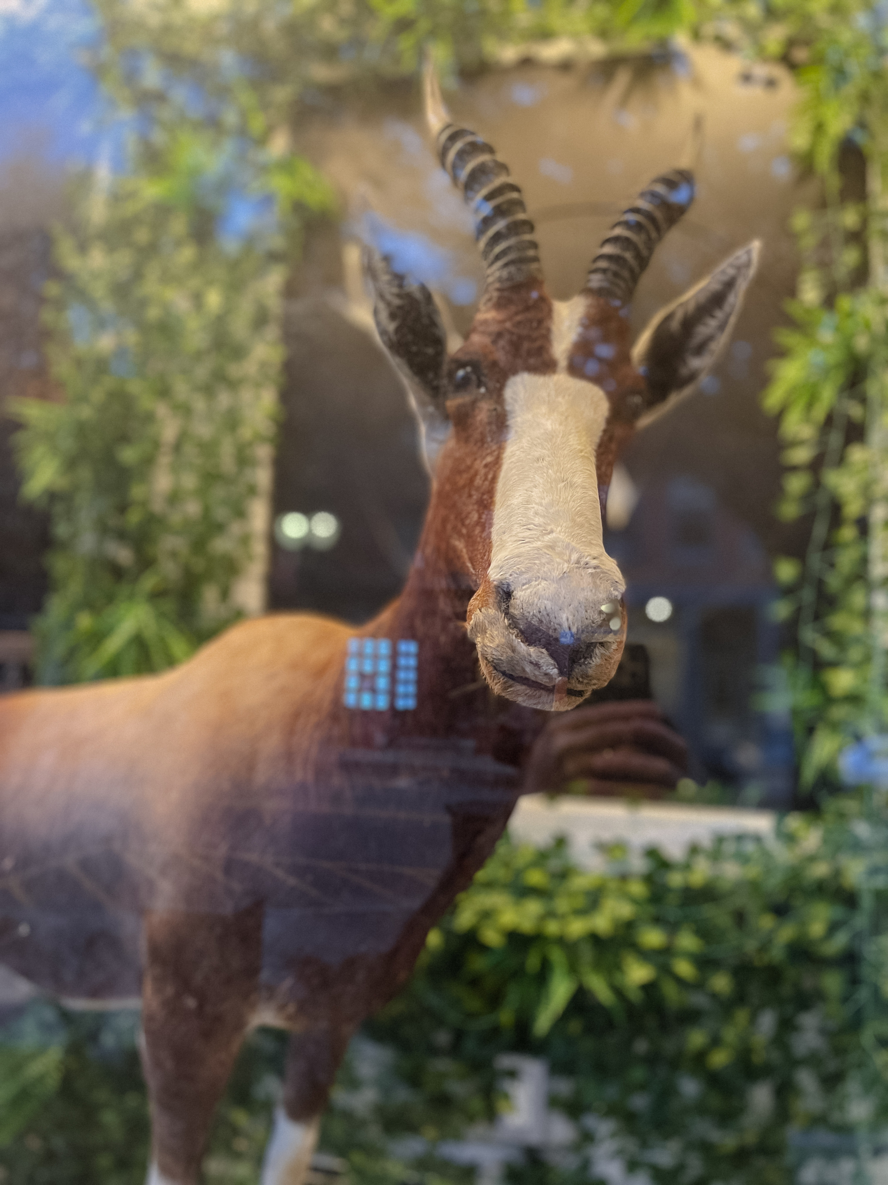 Stuffed antelope animal in shop window.