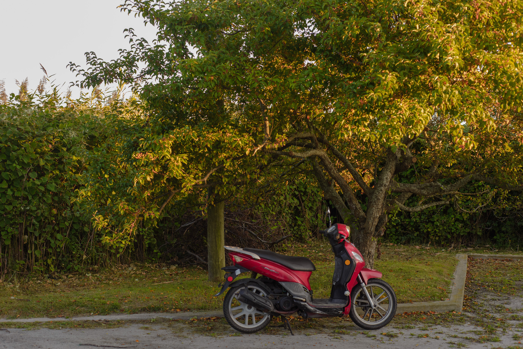 Red scooter in front of a tree and concrete curb.