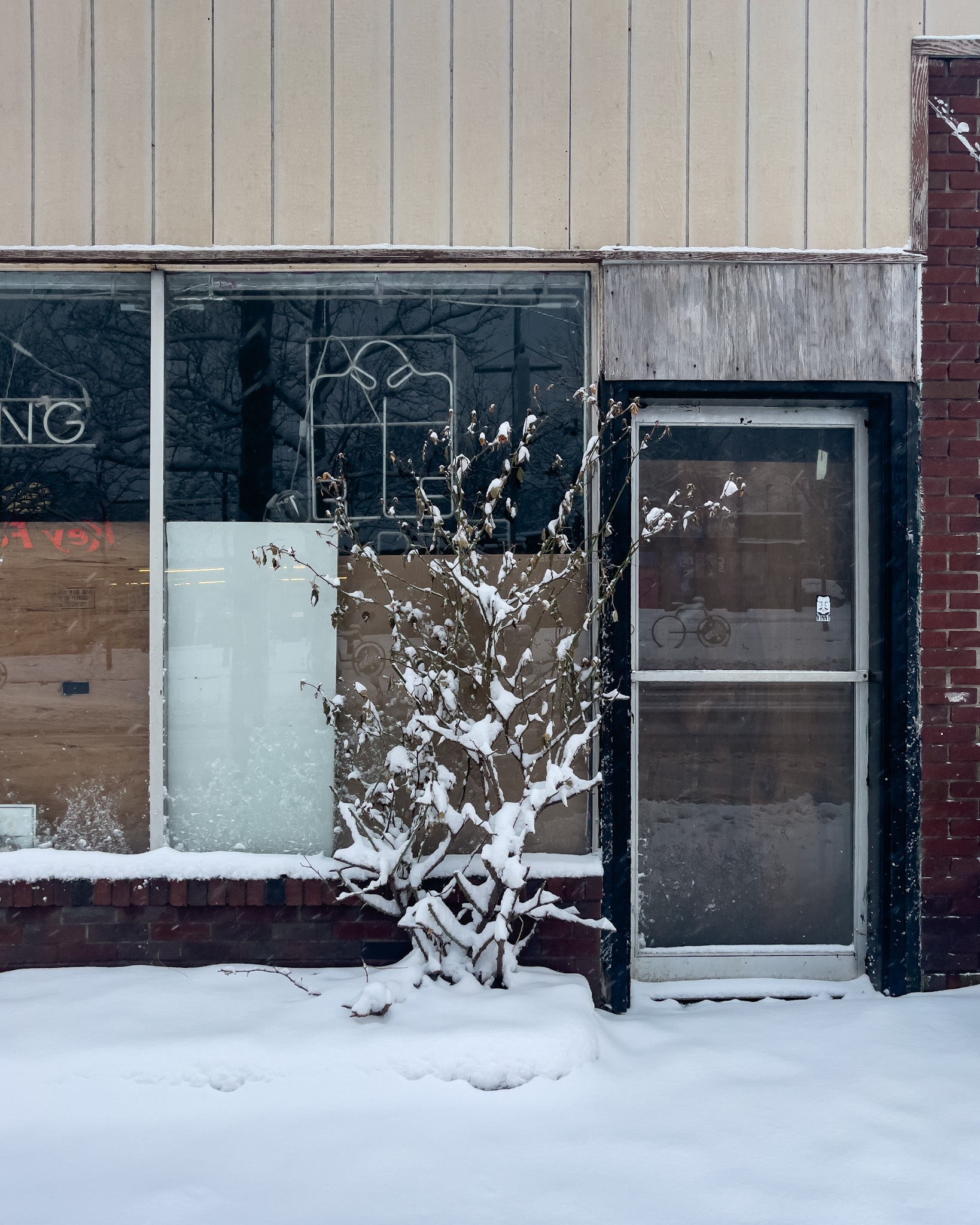 Storefront with snow covered rose bush.