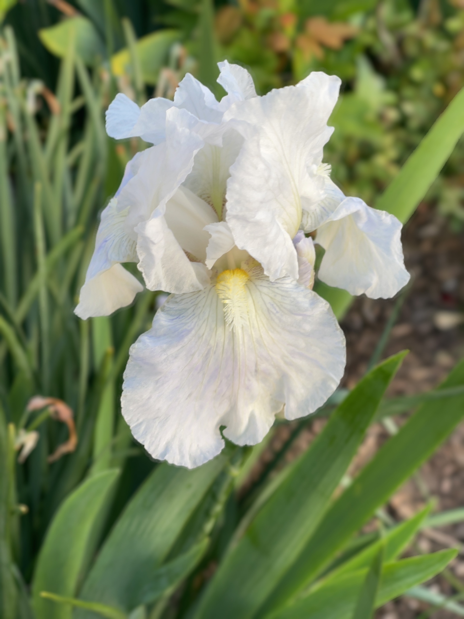 White bearded Iris.