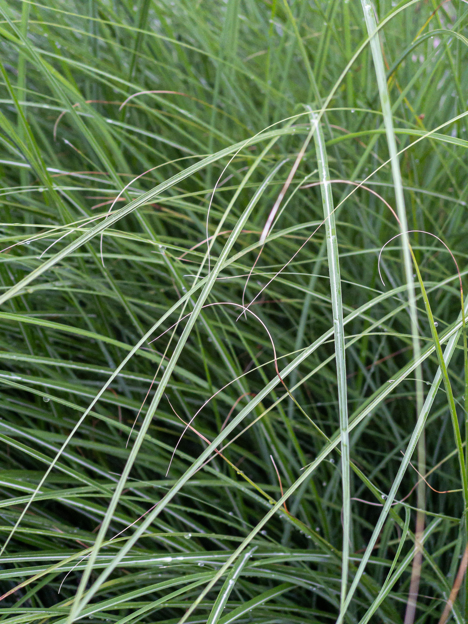 close up of ornamental grass plant