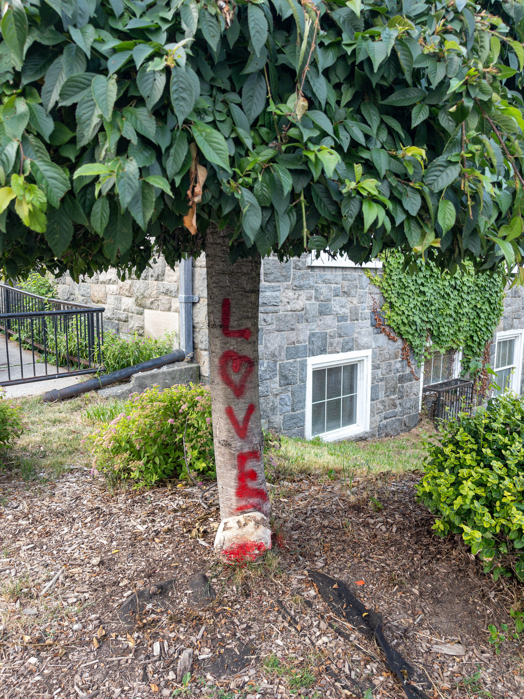 Tree with the letters L, O, V, E, painted on its trunk with red paint. The letters O is in the shape of a heart.