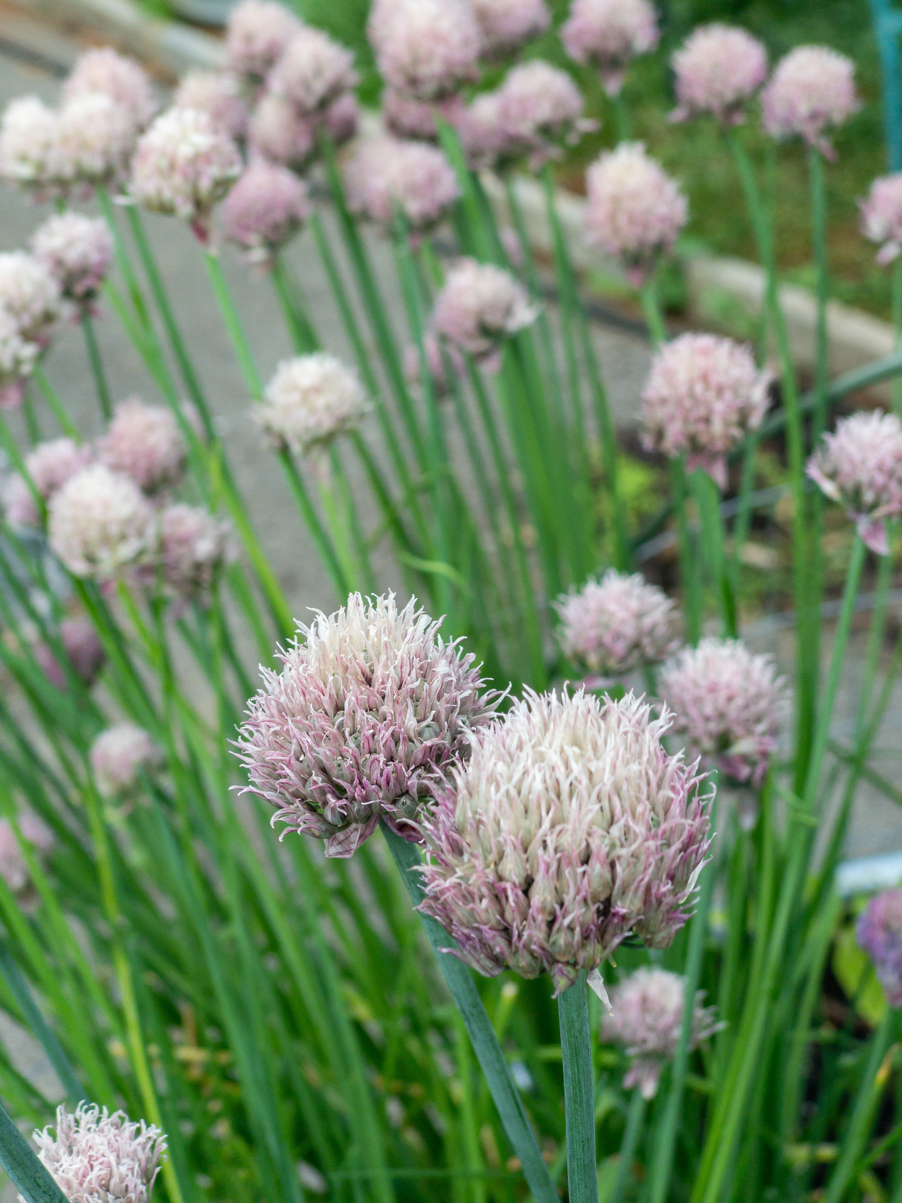 Chive blooms in our garden.