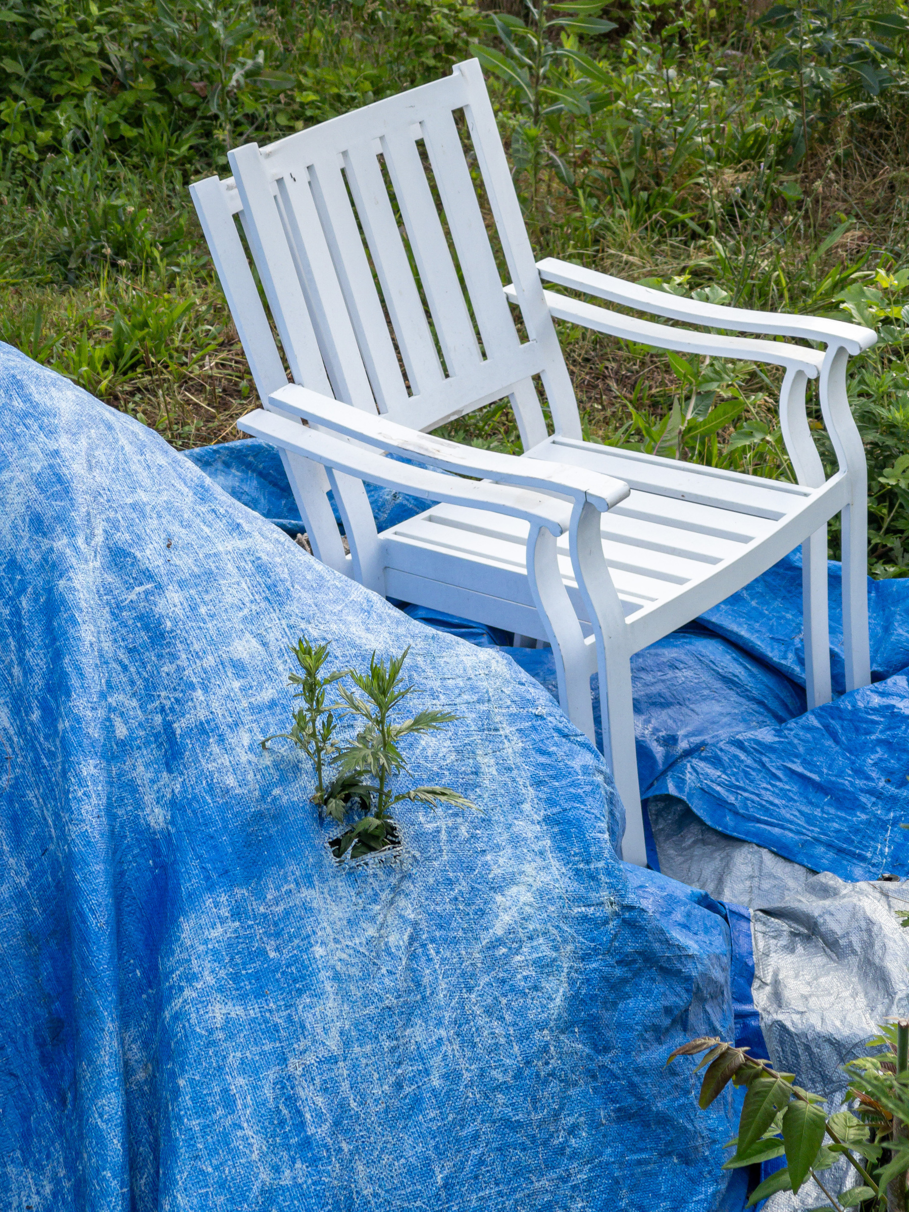 2 white plastic chairs stacked with blue plastic tarp covering a mound of dirt.