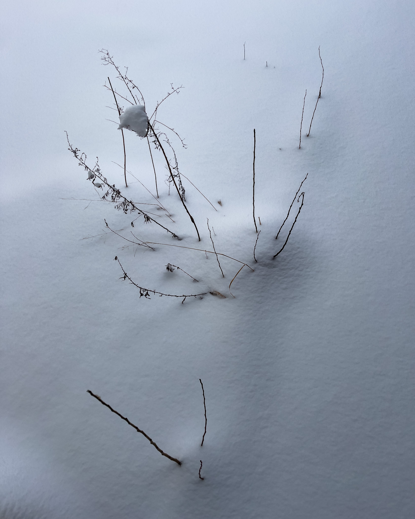 Weeds poking up through snow.