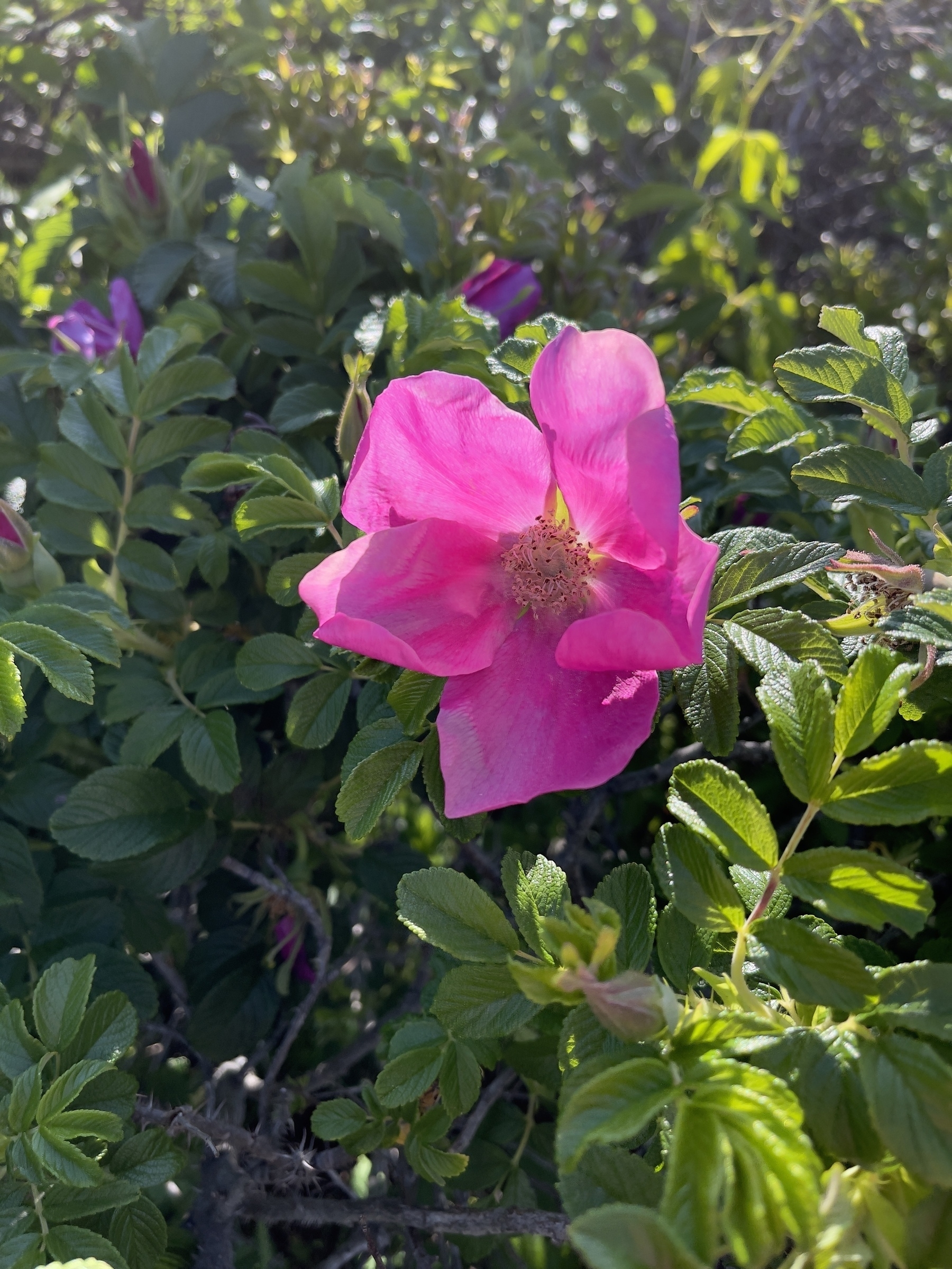 Pink beach rose. They come in white too.