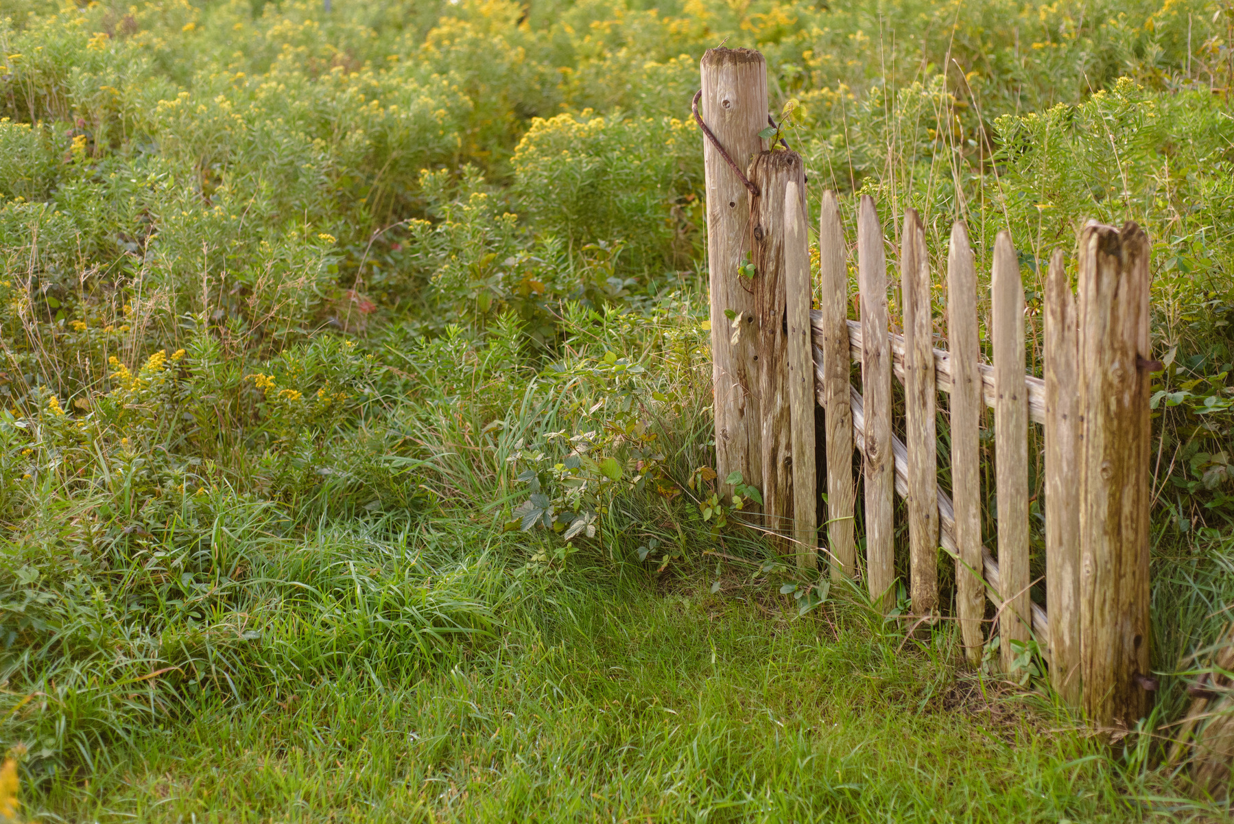 Old wooden gate and field of wildflowers.