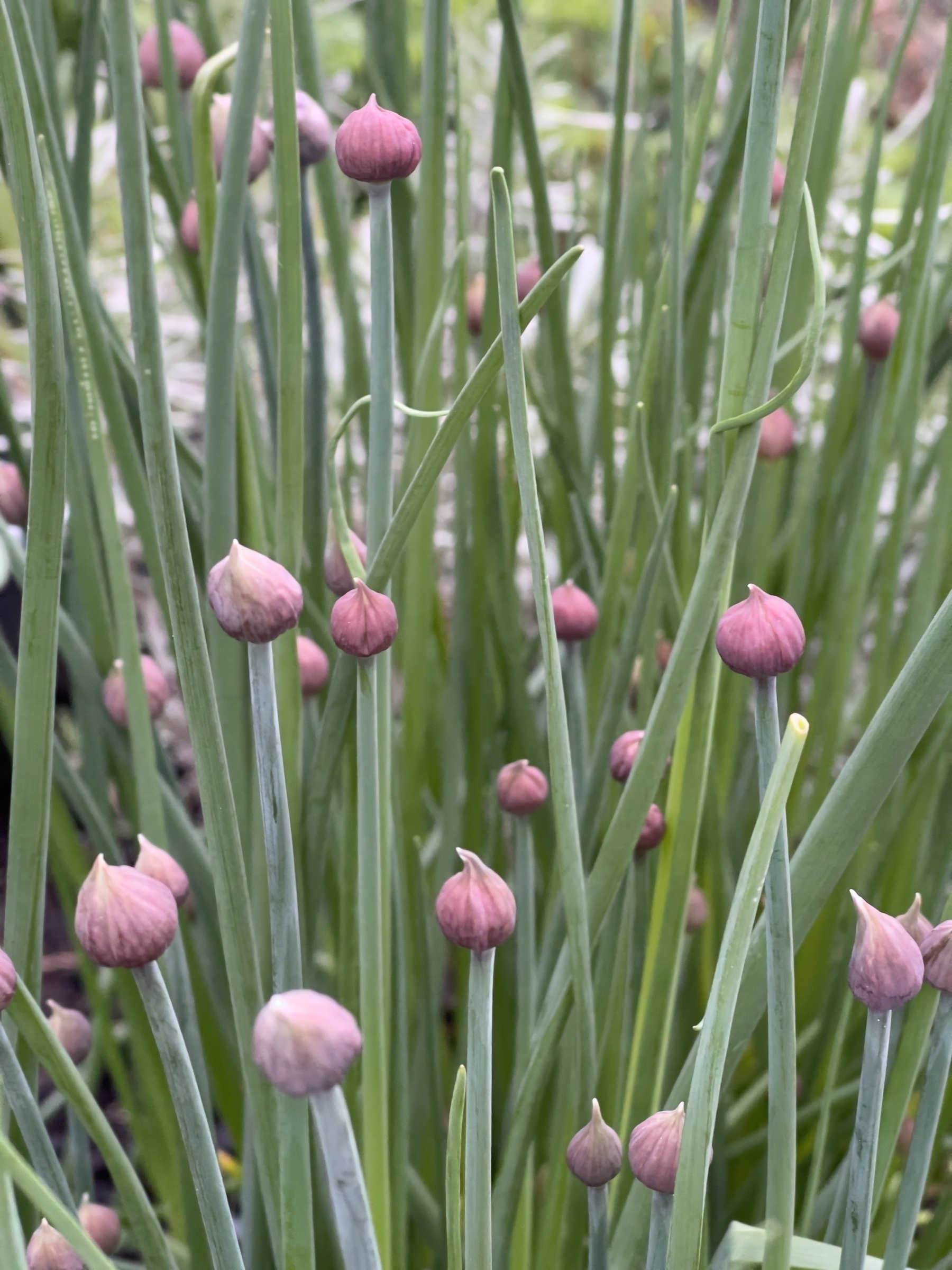 Chive blossoms.