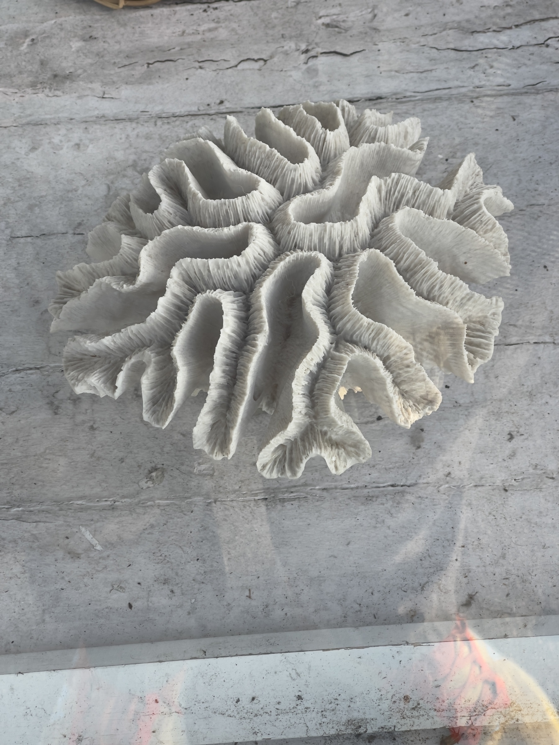 Brain coral in a shop window.