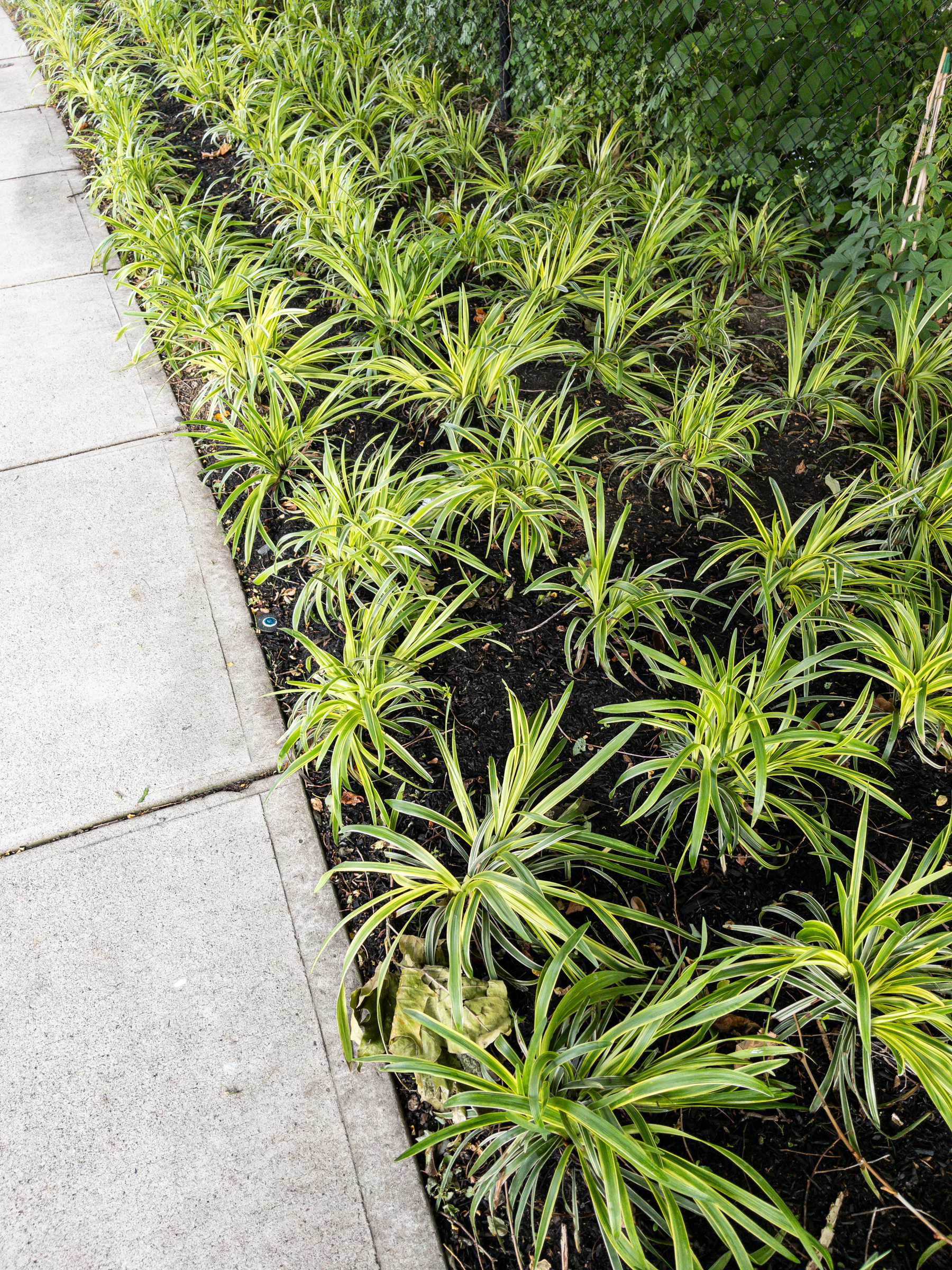 New plantings by a sidewalk.