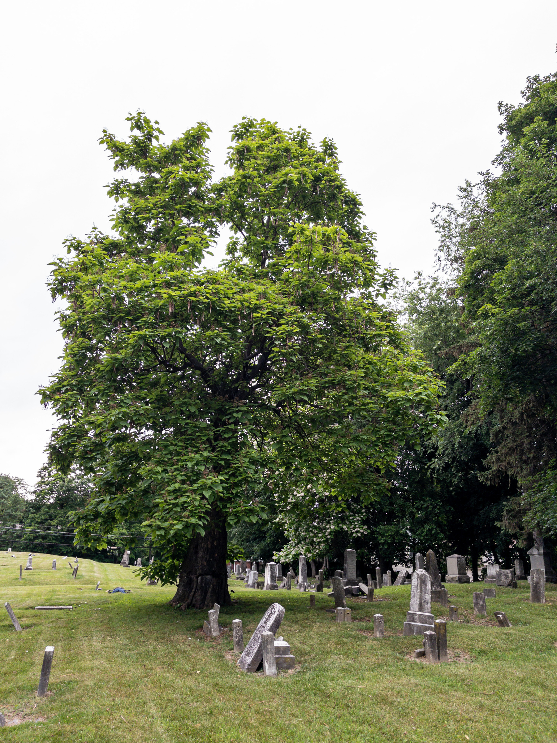 Catalpa tree in a cemetery.