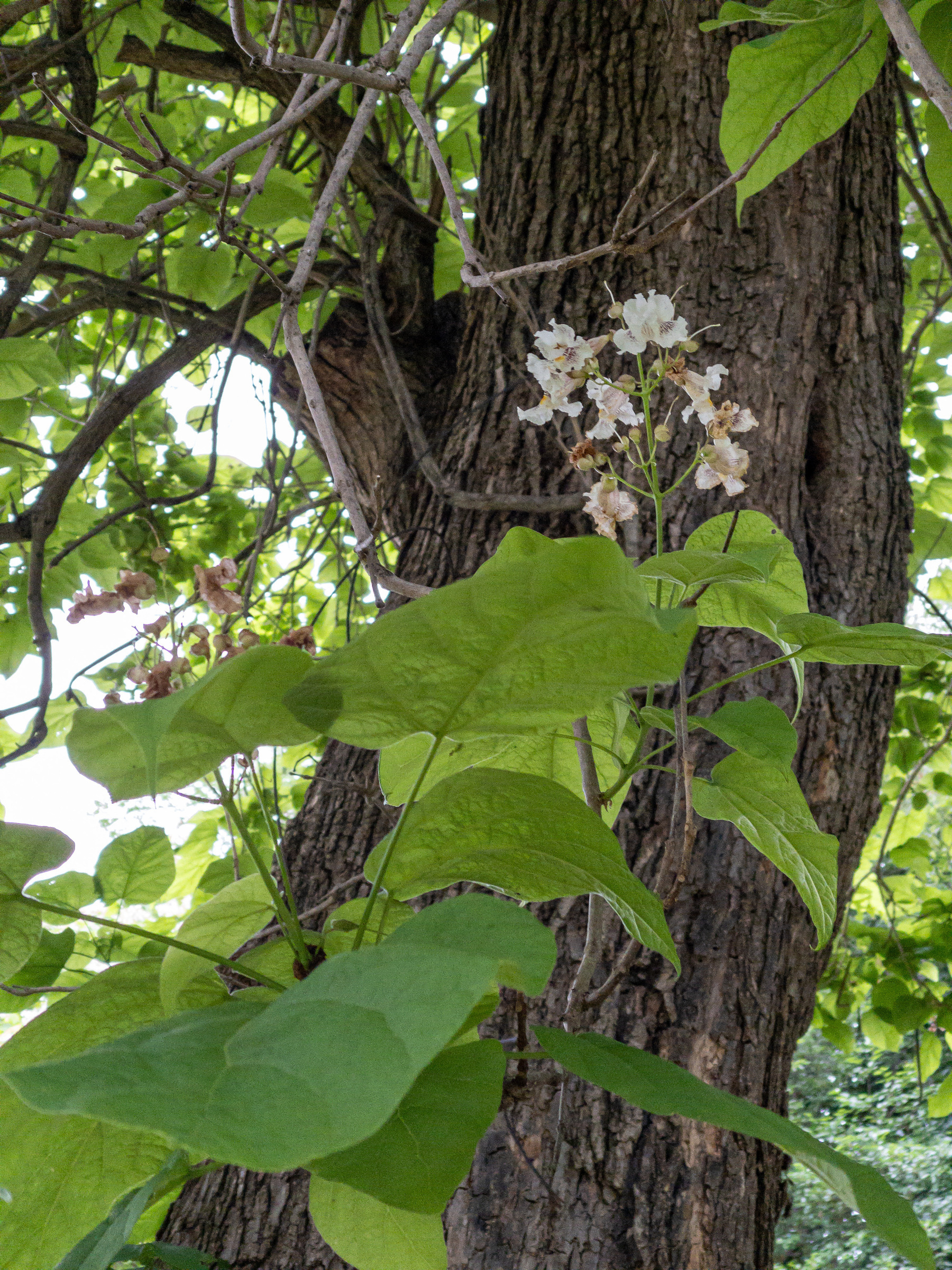 Closeup of catalpa tree leaves and blooms.