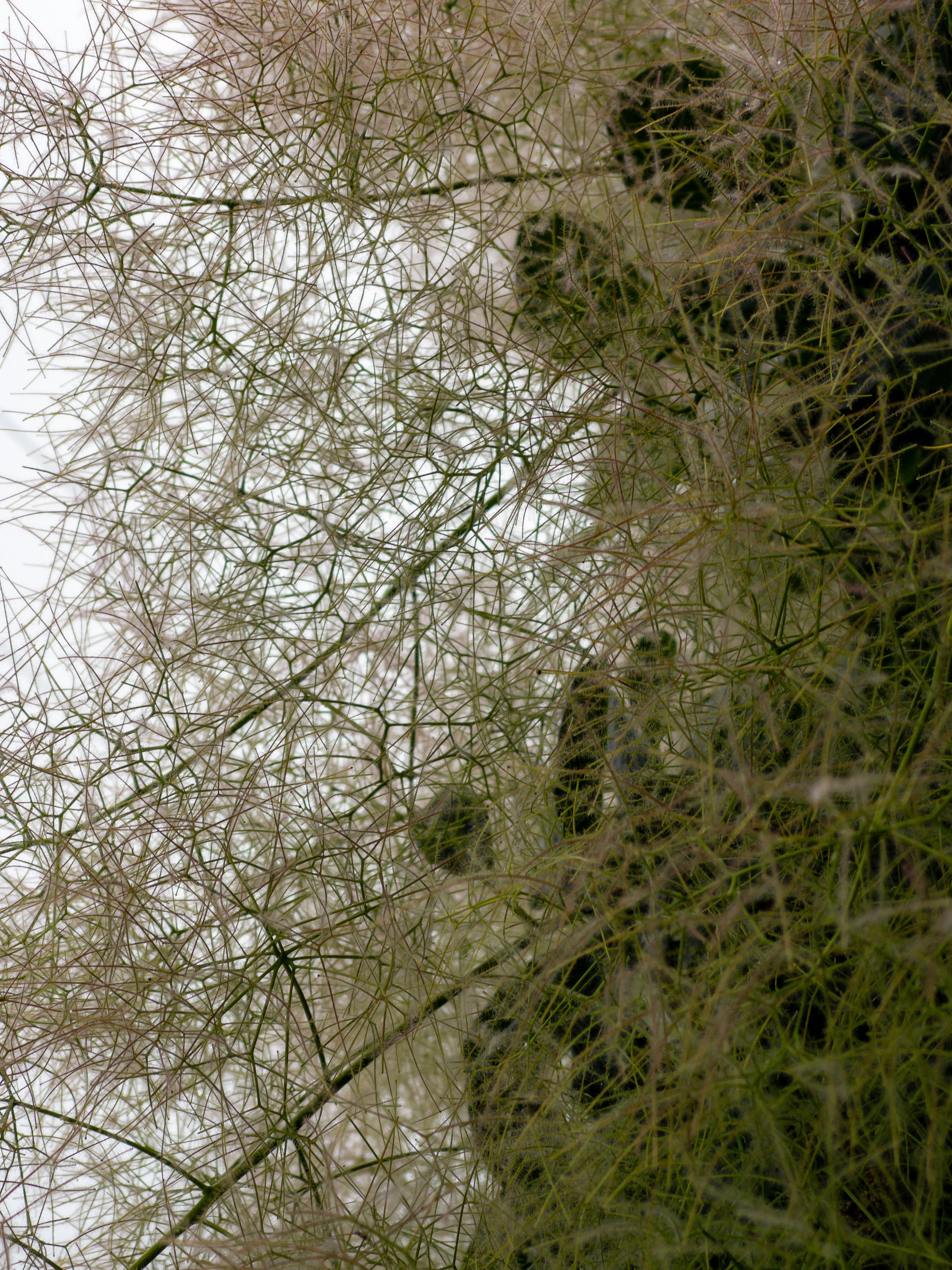 Closeup of smoke tree blooms.