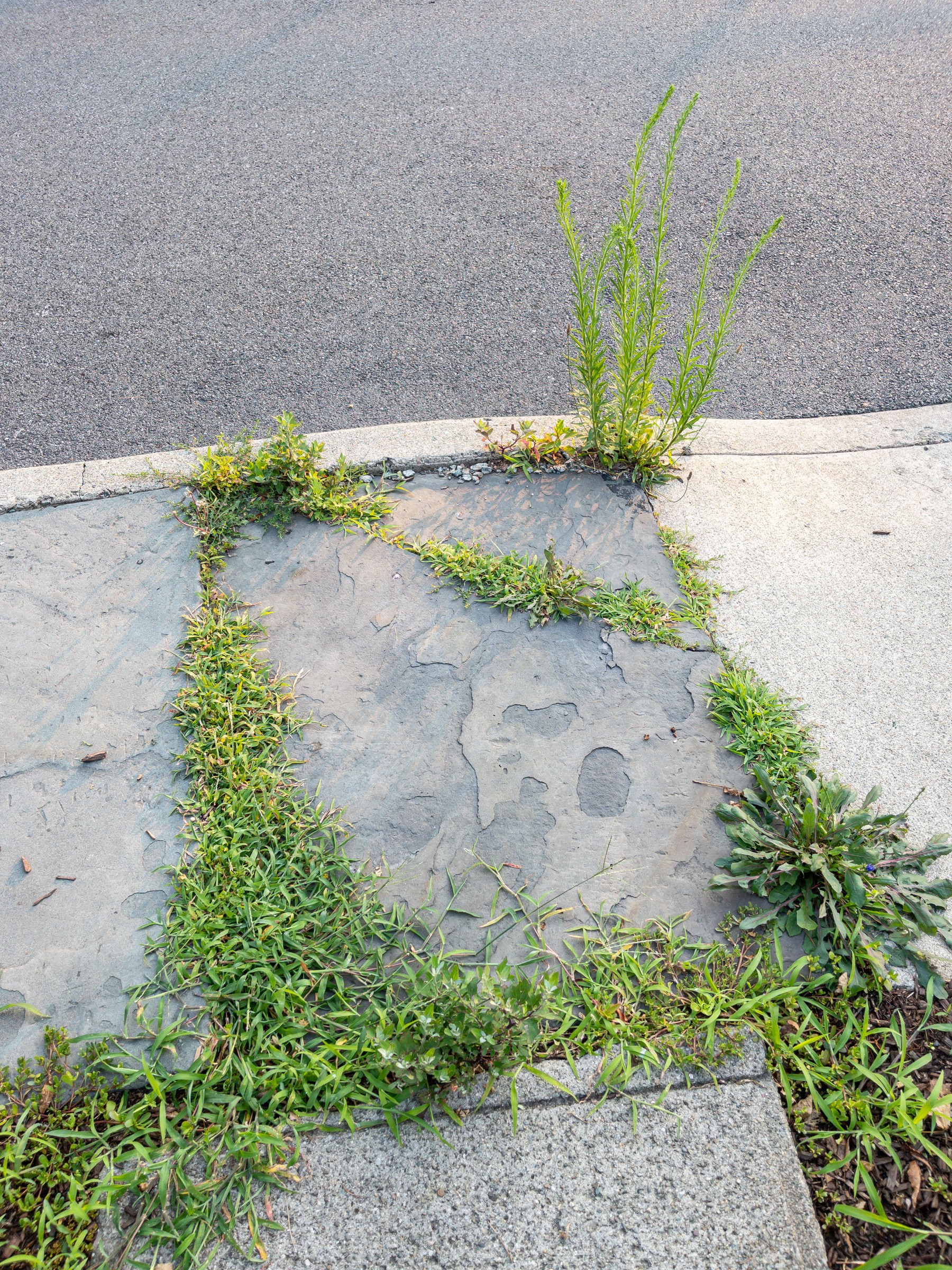Weeds growing out of cracks in the sidewalk.