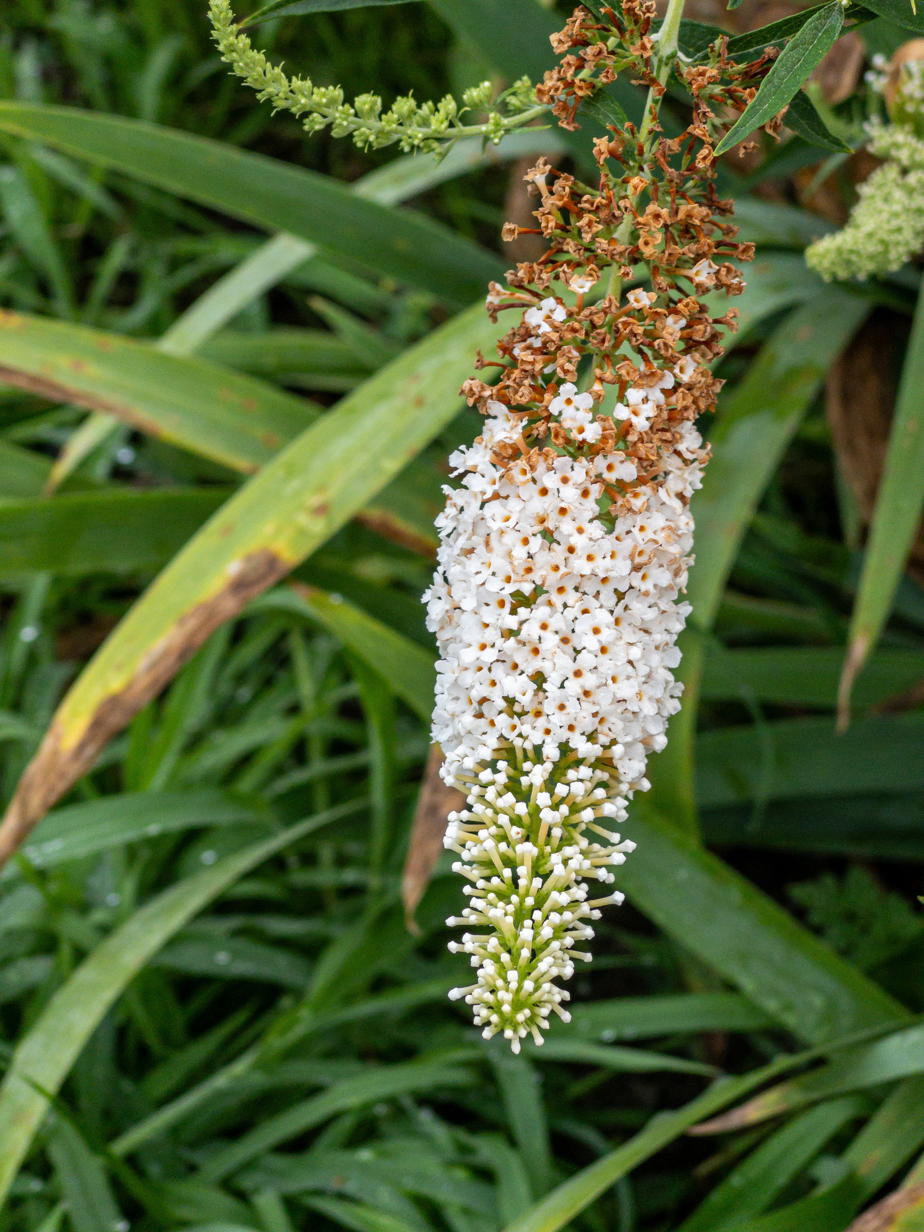Image of a white flower, pine cone shaped, with hundreds of florets open or opening. Plant foliage in the background.