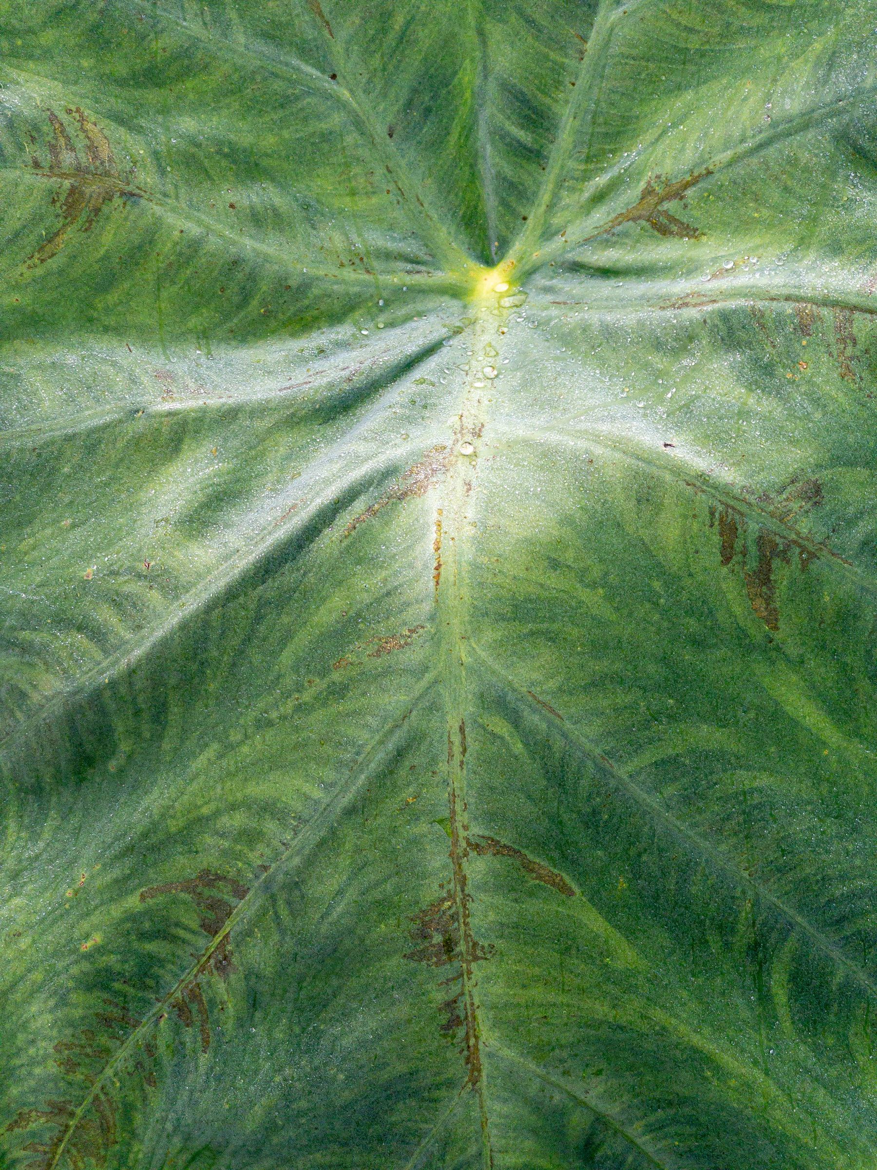Close up of a tropical plant leaf with center vein running from top to bottom and secondary veins fanning off at a 45 degree angle.