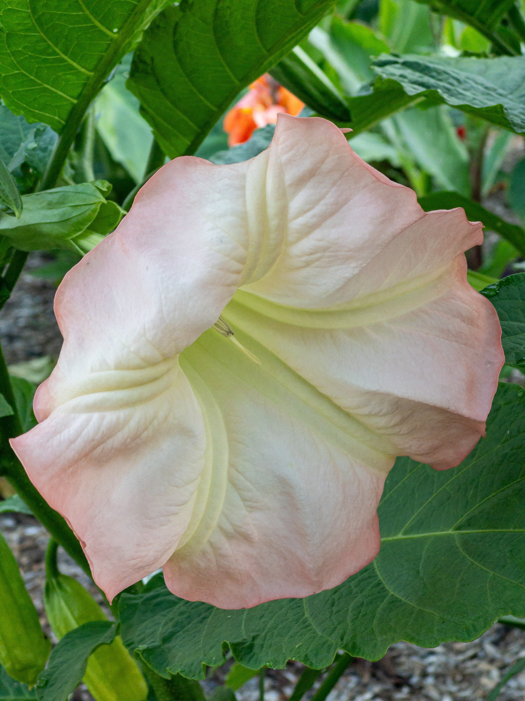 Closeup of trumpet shaped pink and green flower.