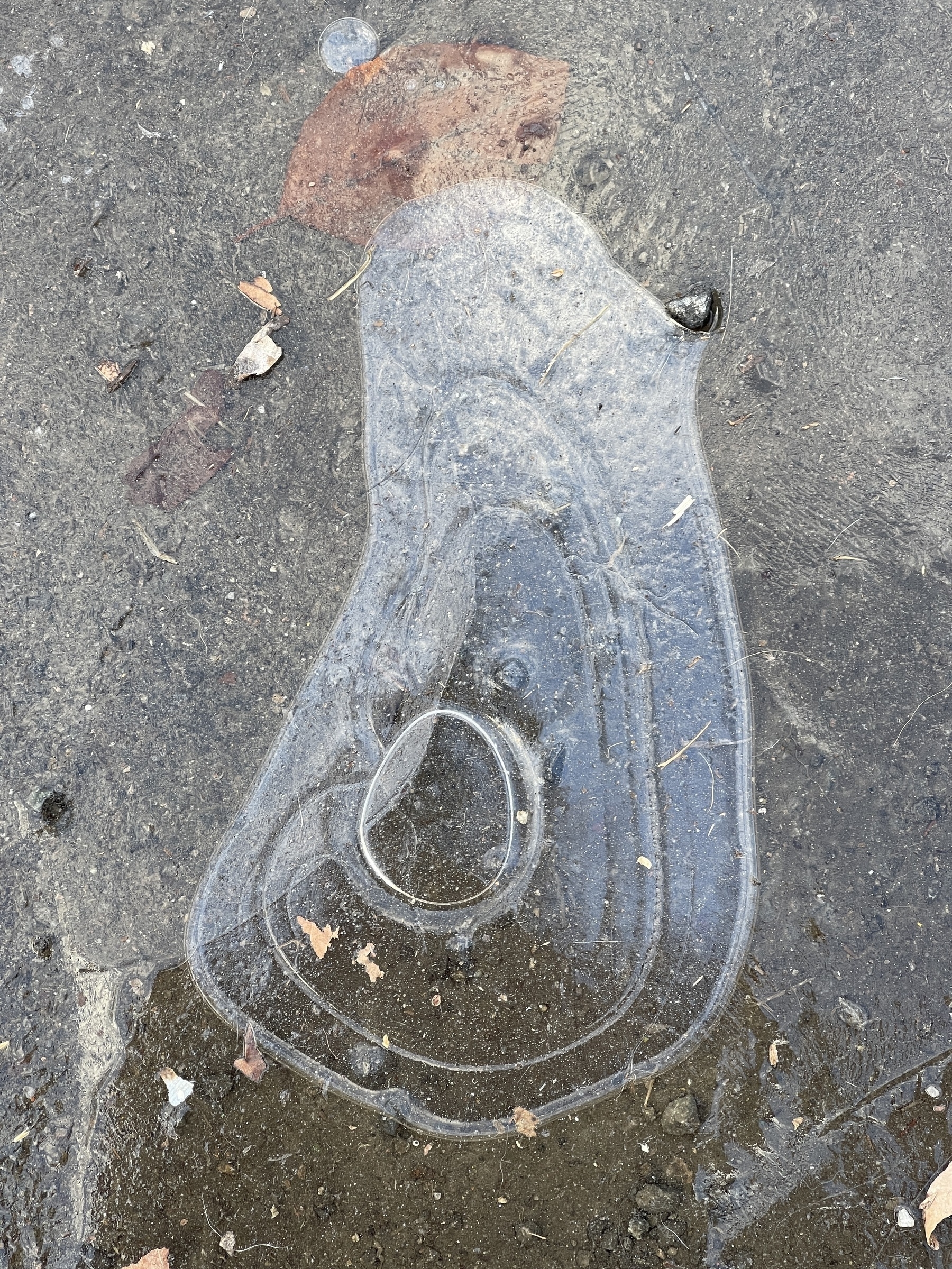 Ice pattern in a puddle.