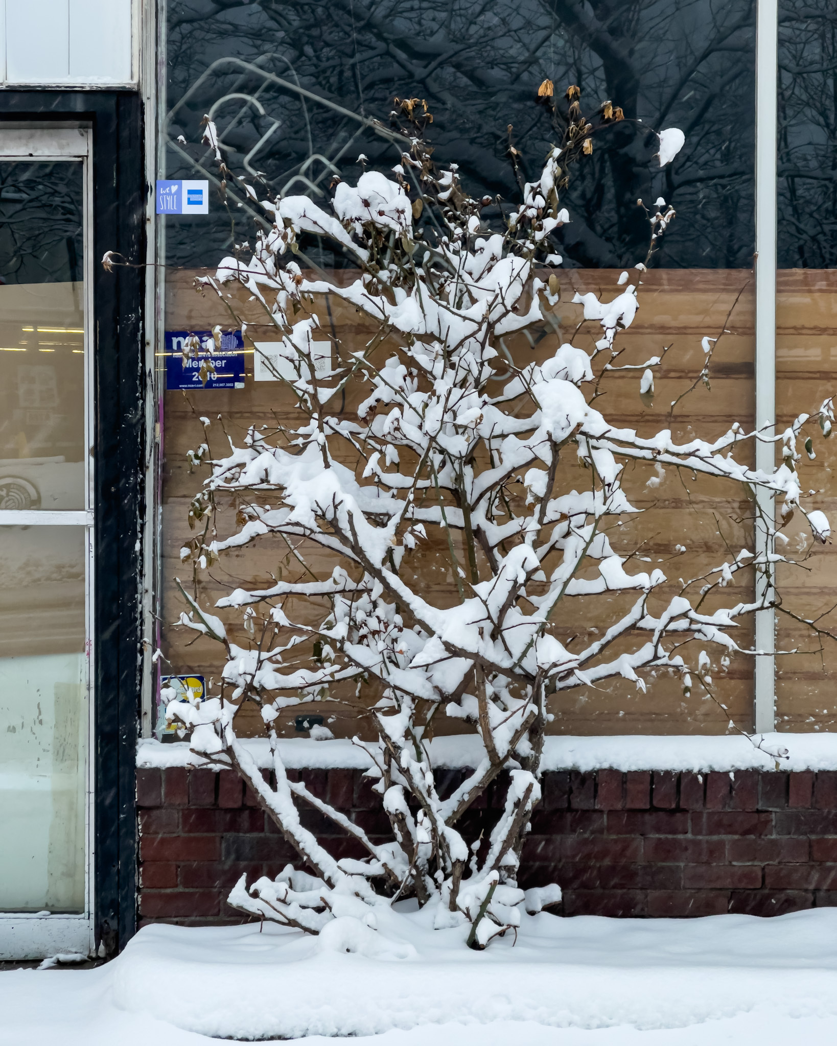 Storefront with snow covered rose bush in front.