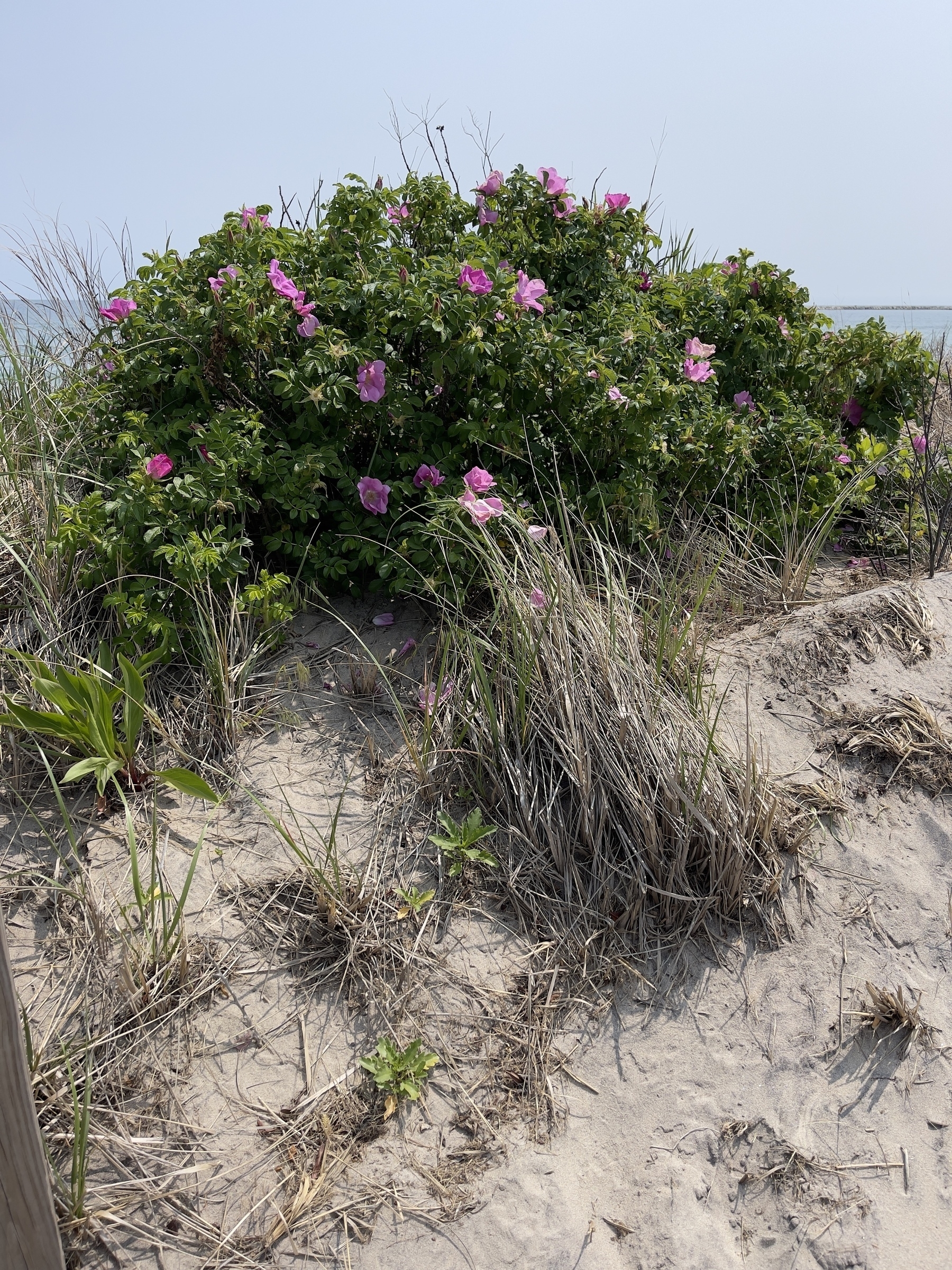 Beach rose bush, pink flowers.