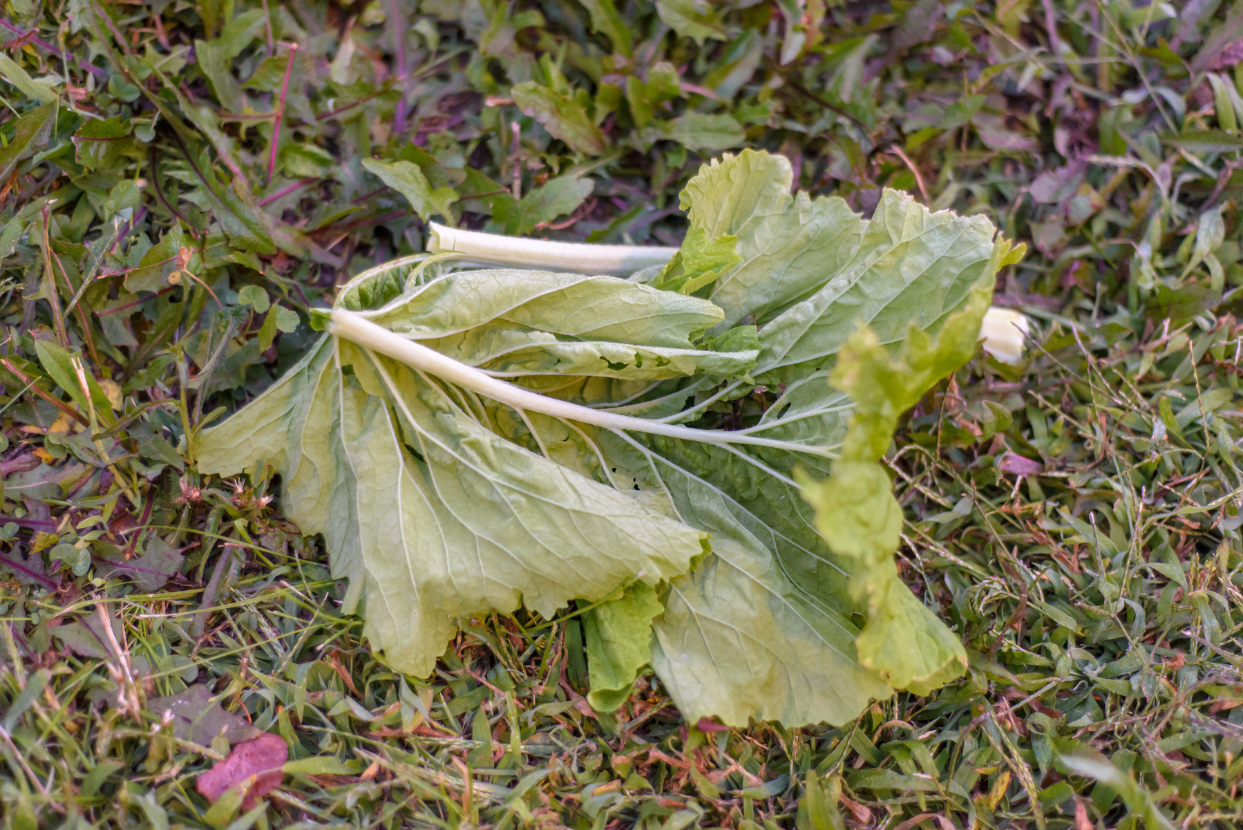 Crumpled kale-like leaf on the grass.