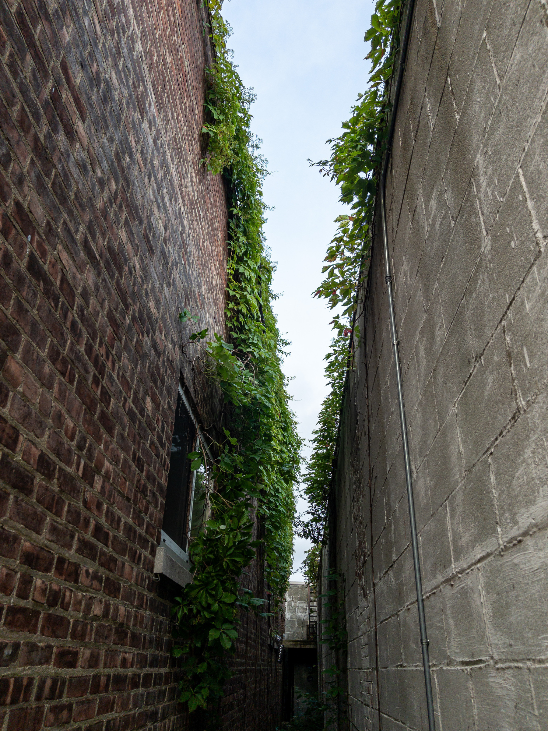 Sliver of sky between two buildings with vines growing up their walls.