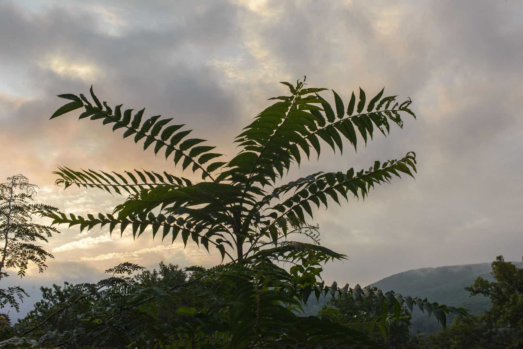 Landscape with “tree of heaven” sapling in foreground, clouds and mountain in background.