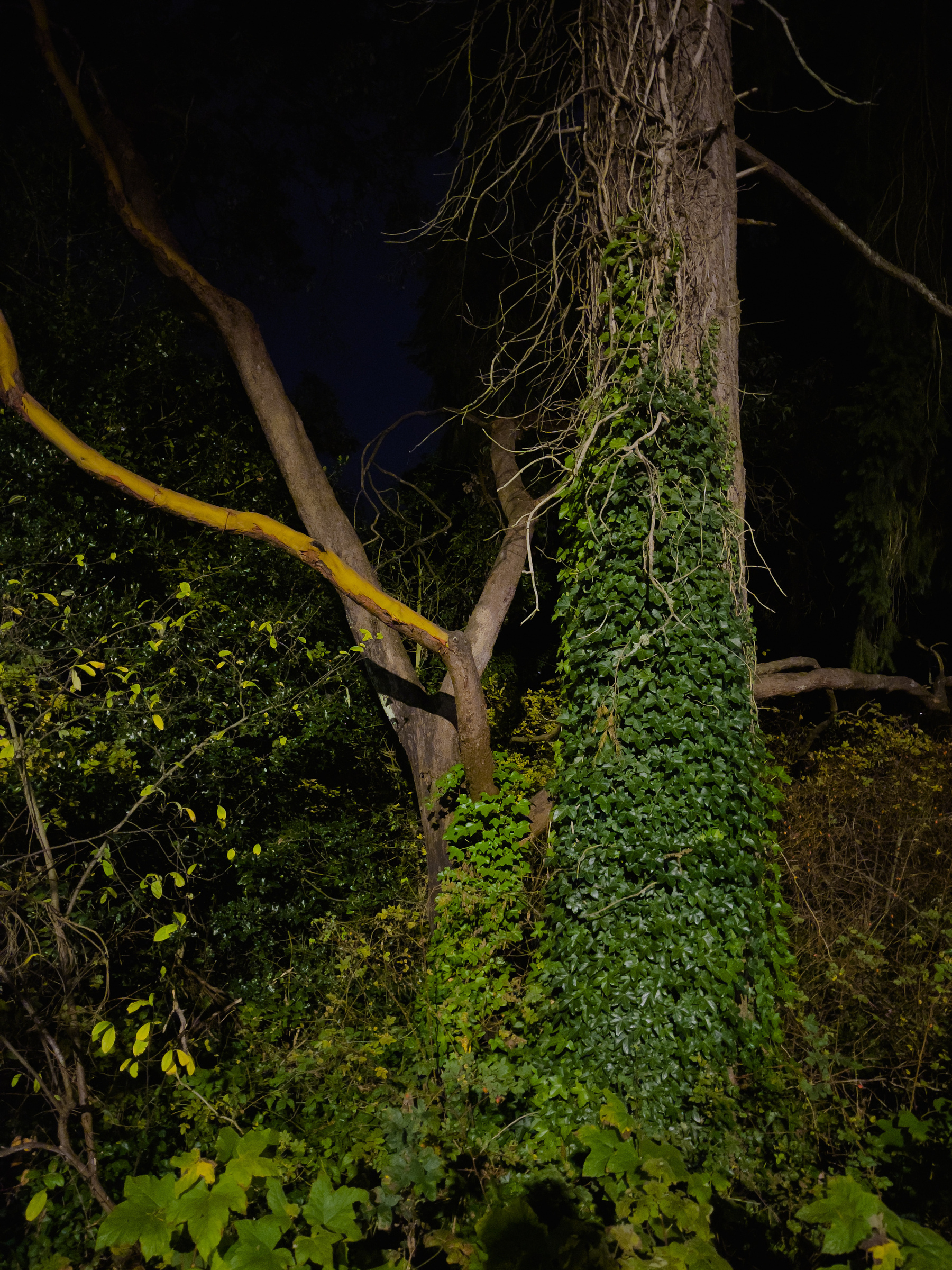 Tree trunk and branches illuminated by streetlights with landscape in deep shadow behind.