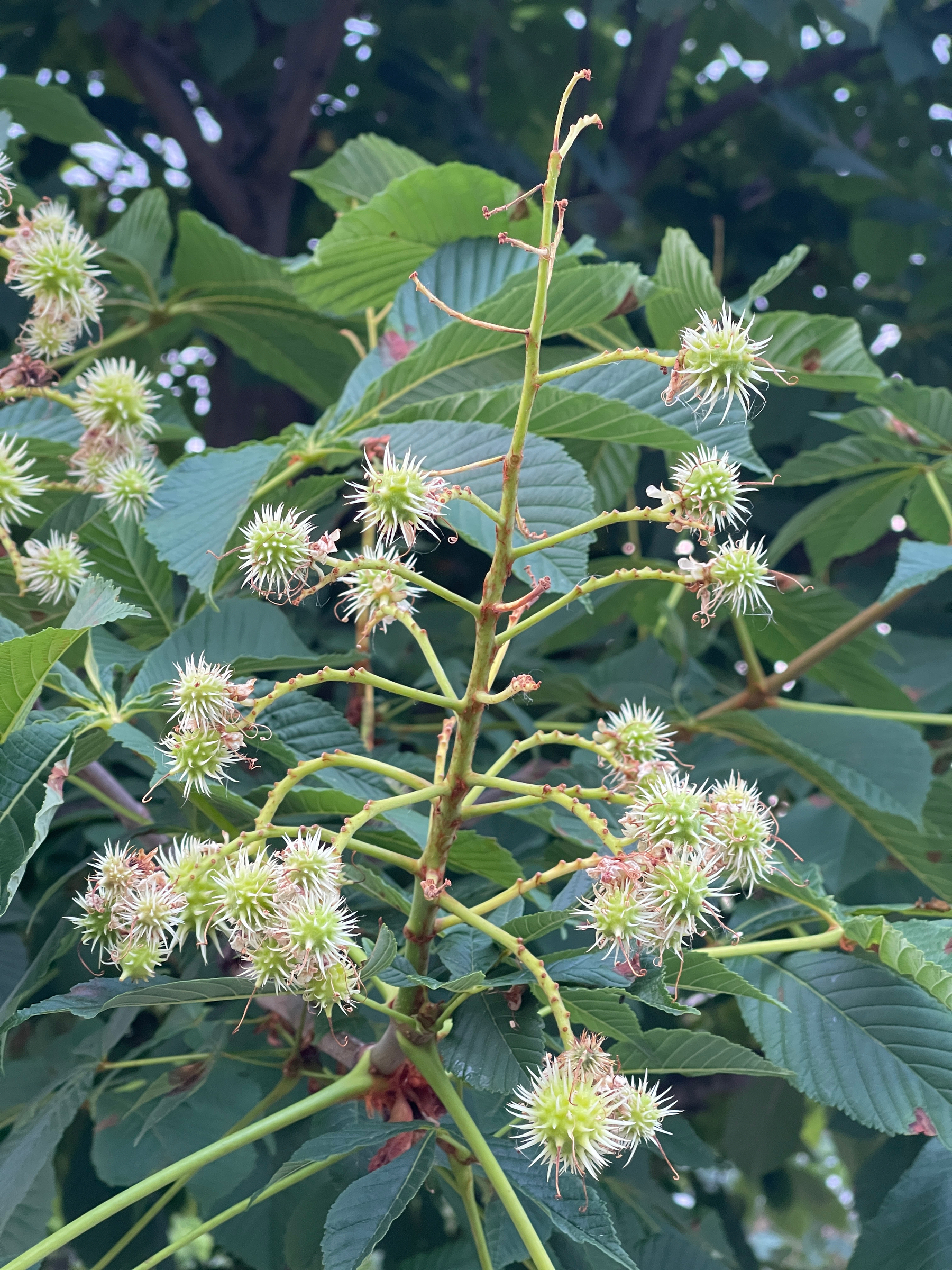 Chestnuts forming on a chestnuts tree&hellip;