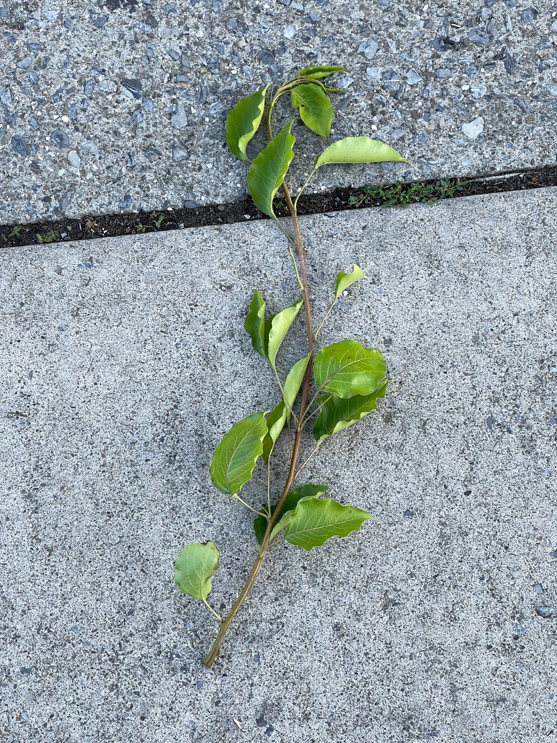 Branch and leaves on concrete sidewalk after a storm.