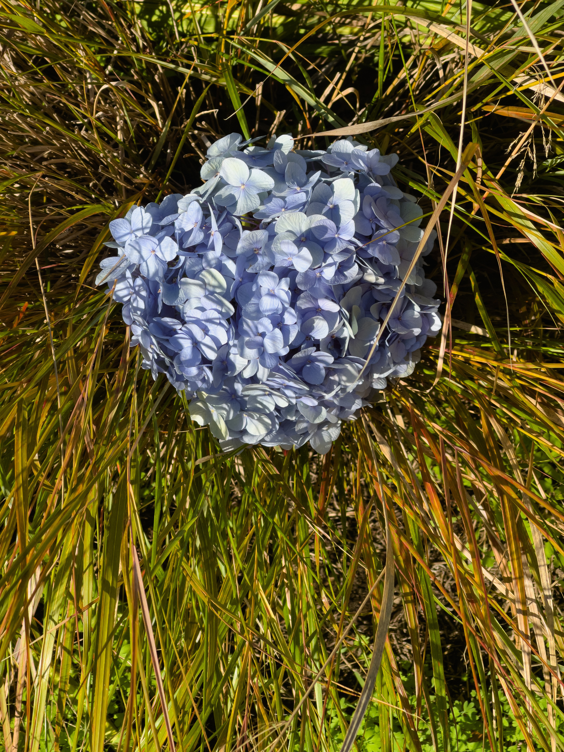 Single hydrangea bloom head in the midst of tall grass.