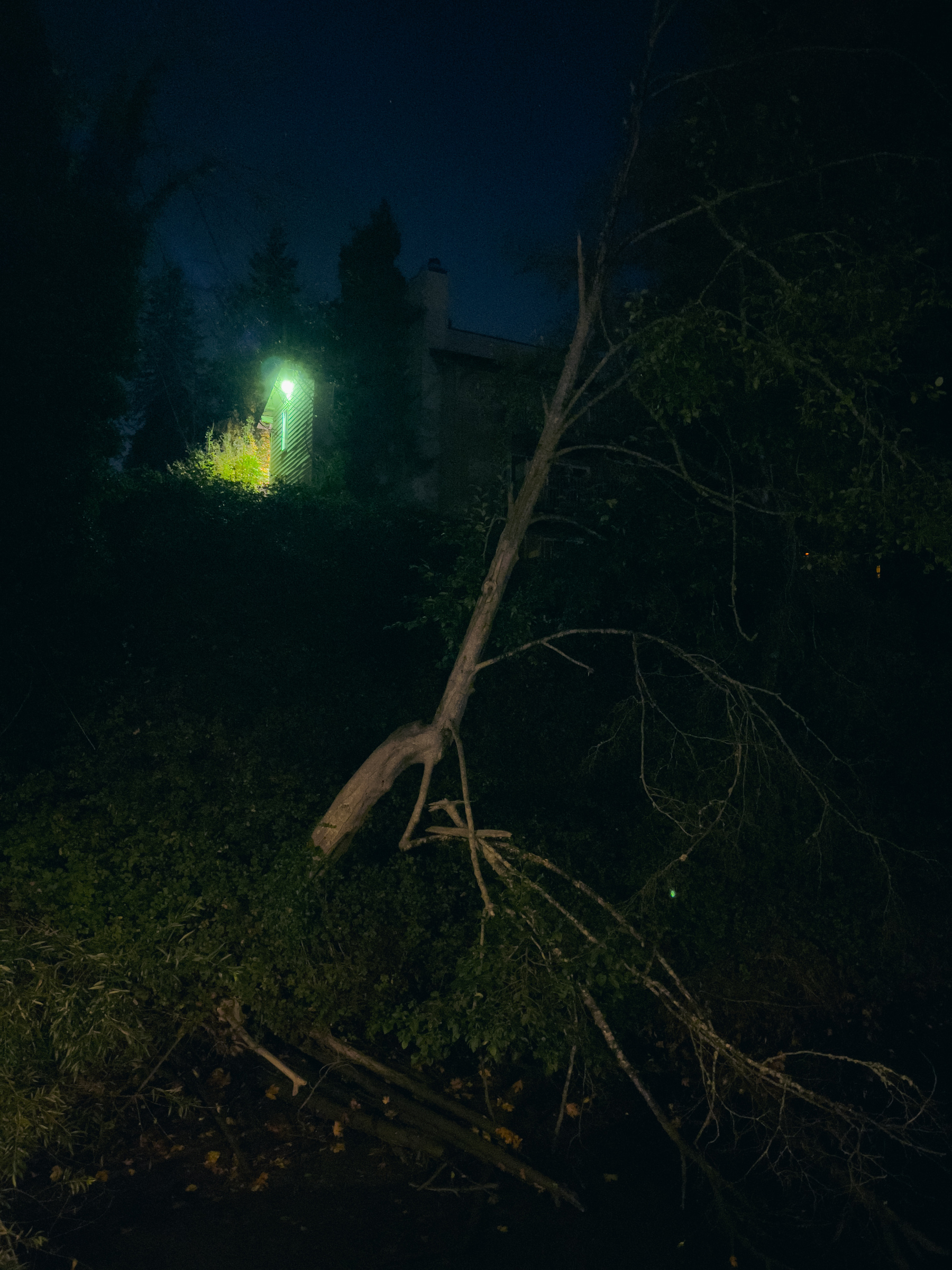 Tree trunk and roots in foreground, small building with security light lighting the scene on a rise above.